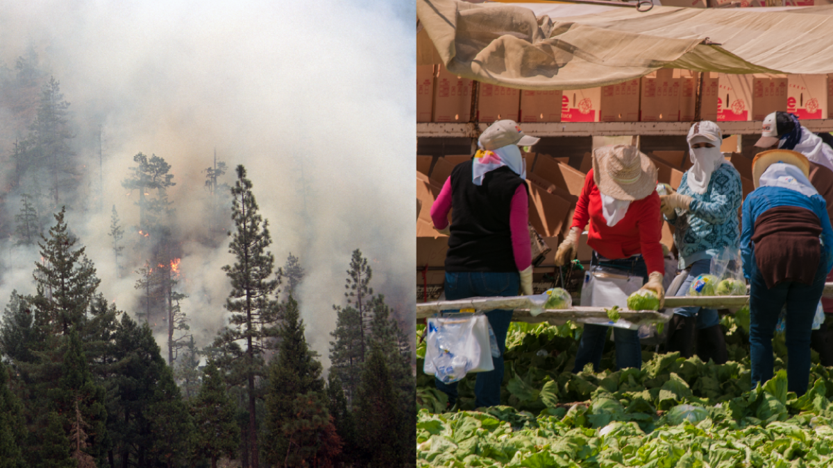 Collage of two images: on left, wildfire smoke and fire in a Washington forest; on right, five farmworkers harvest lettuce in the heat under a canopy with hats and scarves.