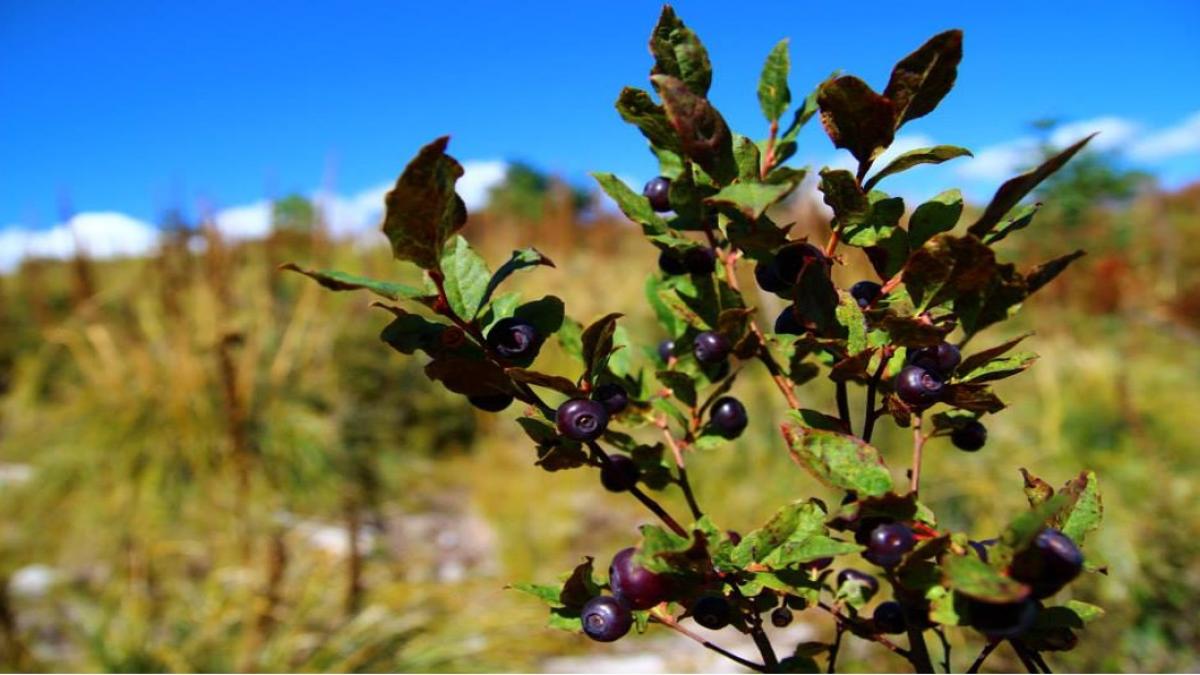 Close-up of salal berries on a bush with a blurry grassy and mountainous landscape in the background.