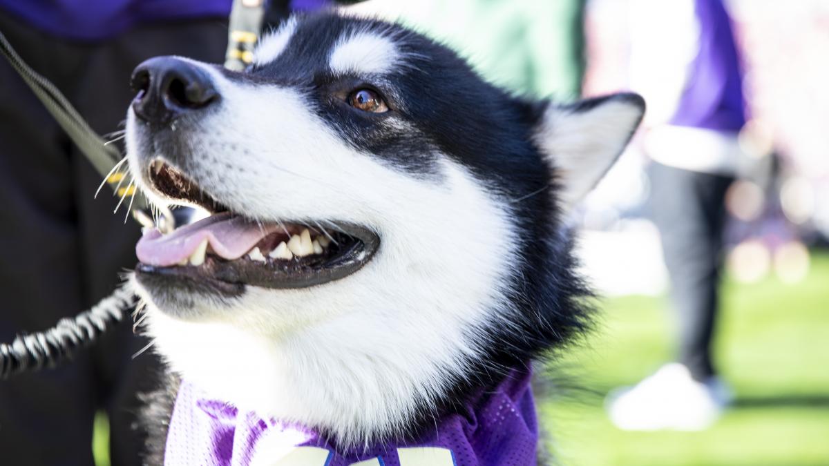 Dubs, the Husky mascot, on a football field wearing a purple W scarf.