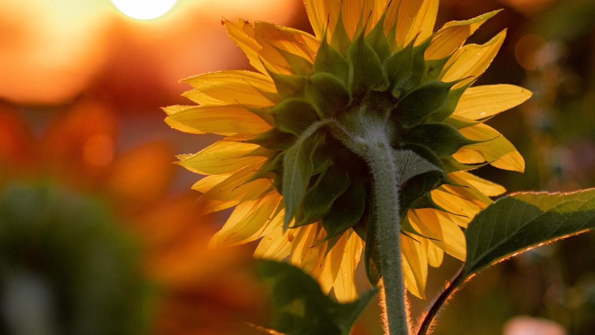 A sunflower wilts in the afternoon sun.