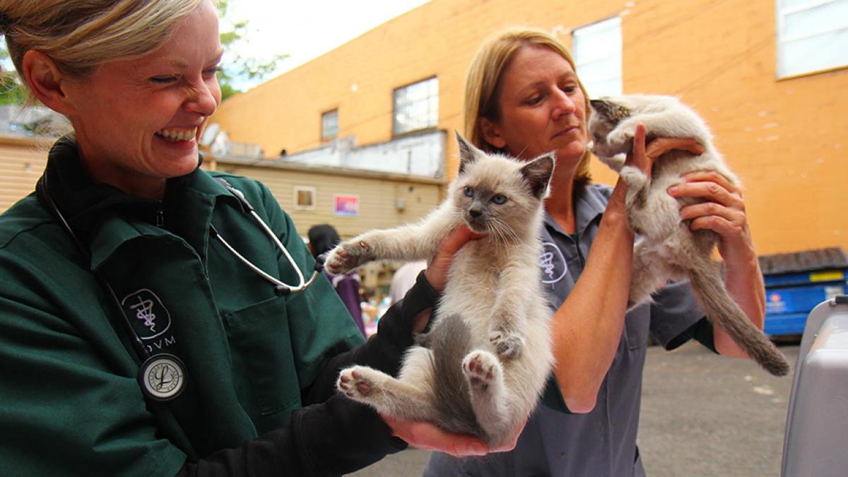Two veterinarians working with kittens during an animal clinic. Photo: Katherine B. Turner.