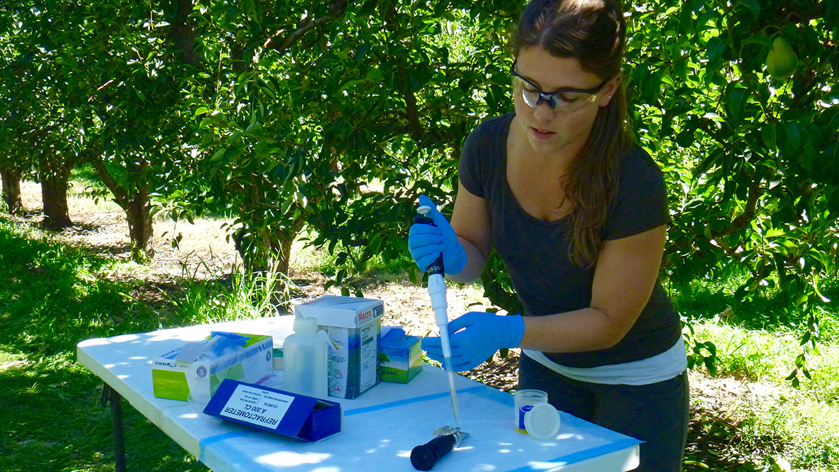 Miriam Caulkins tests samples on-site in an orchard.  Photo: Jose Carmona.