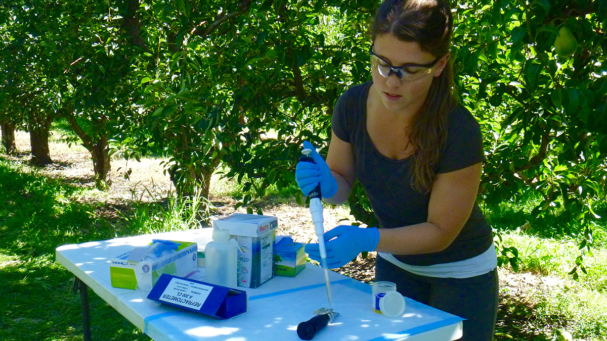 Miriam Caulkins tests samples on-site in an orchard. Photo: Jose Carmona.
