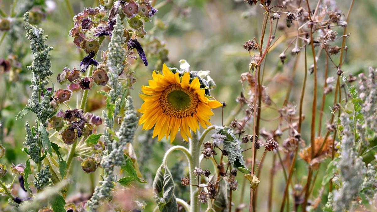 A wilting sunflower surrounded by dried out plants.