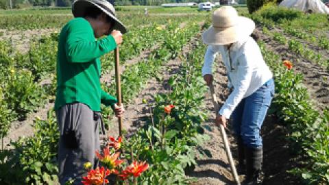 Workers in field