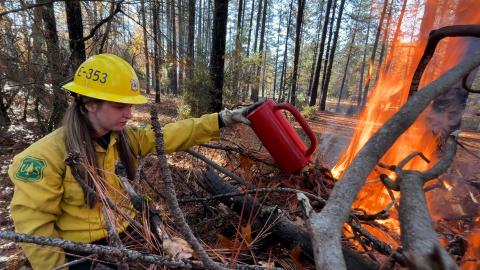 A woman in a hard hat, safety jacket and gloves sets fire to a pile of brush with trees in the background.