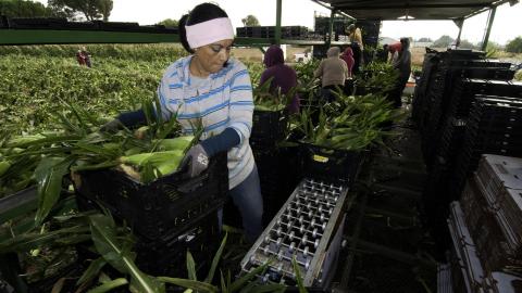 Lady moving corn