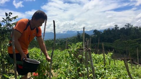 A person harvests plants in a field exposed to direct sun with mountains and trees in the background.