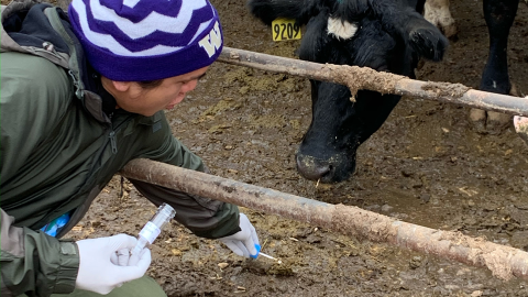A person reaches through a cattle paddock to take a sample of the dirt while a cow looks on.