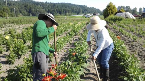 Farmworkers in the field with large hats on for sun protection.