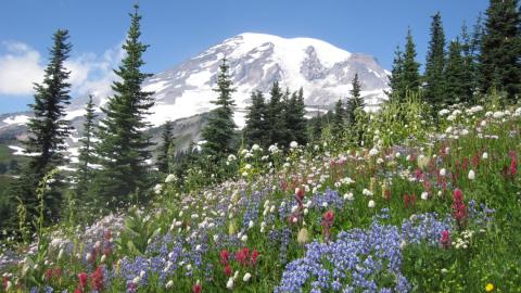 Photo of Mount Rainier with a hillside of wildflowers and evergreens in the foreground.