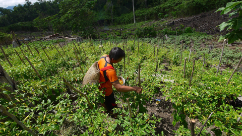 A man stands on a rural hillside picking peppers from plants.  