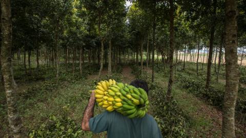 A farmworker with his back to the camera carries a bunch of bananas on his back, with a grove of trees in the background.