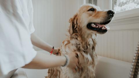 A person with only torso and arms in view bathing a golden retriever in a bathtub.