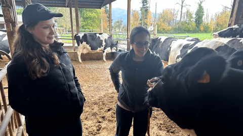 Two women stand in a pen with black and white dairy cows. One of the women is reaching out to touch a cow's nose.