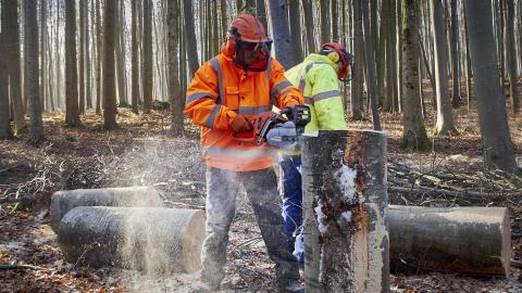 Two forest workers in a forest, one in the foreground cutting a tree trunk with a chainsaw wearing a helmet, ear protection, safety visor, orange vest and gloves.