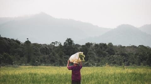 lady working in the tropics