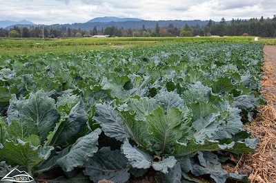 Kale grows in a field with mountains in the background.
