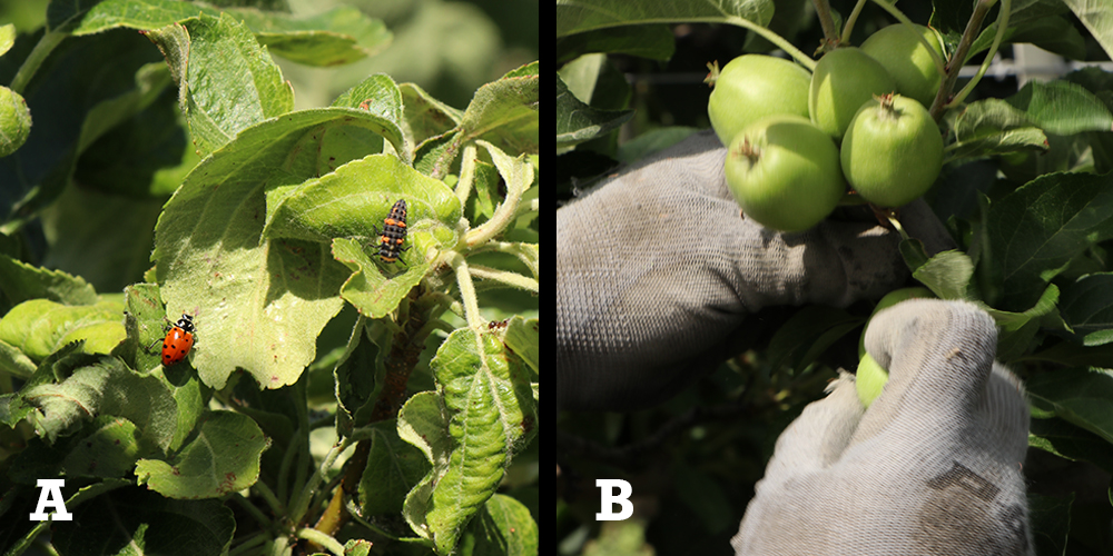 A) Integrated pest management with ladybugs. B) Tiny apples growing in a spur formation.
