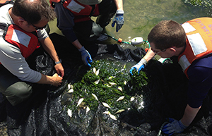 Michael Caputo, Richard Ramsden and Stuart Munsch collect fish in a beach seine in the Puyallup estuary.