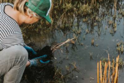 Volunteer planting native reeds in mudflat
