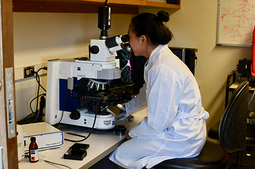 A graduate student in a lab coat peers into a microscope.