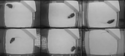 A screenshot of six black and white images of mice in their home cages.