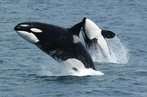 Killer whale jumping out of the water