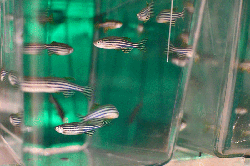 zebrafish in a lab tank