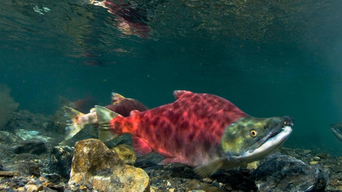 A red salmon swimming underwater