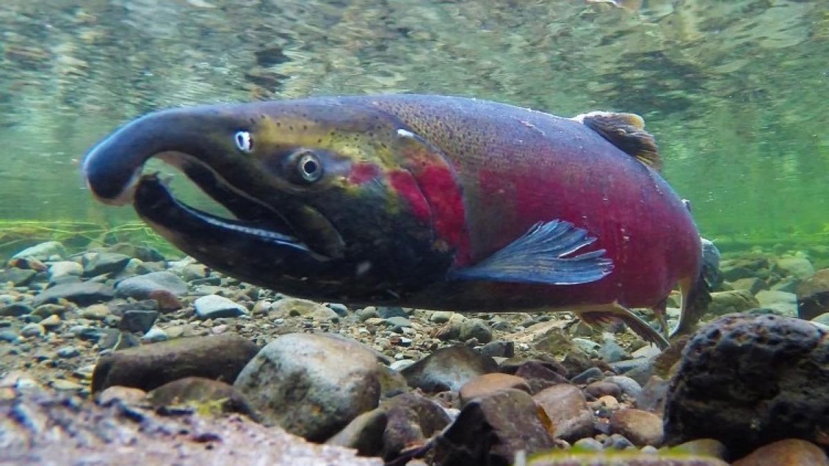 spawning coho salmon