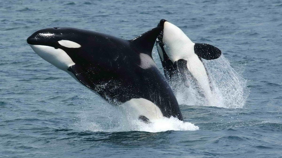 Two killer whales jumping