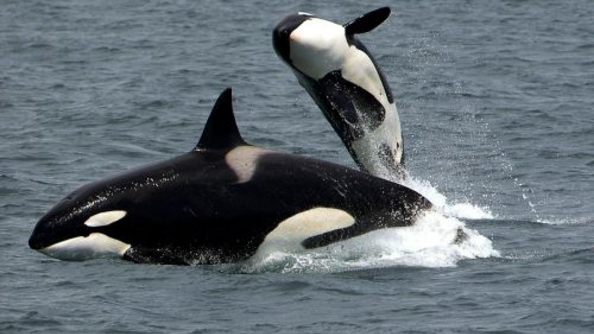 A mother and calf orca whale breaching