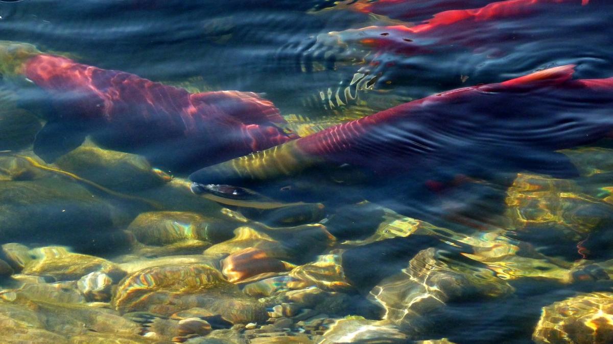 red salmon underwater